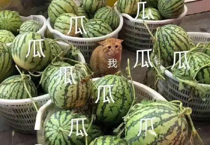 全球汽车安全评测中的特斯拉现象_军事专家说特斯拉的安全风险_特斯拉品牌安全